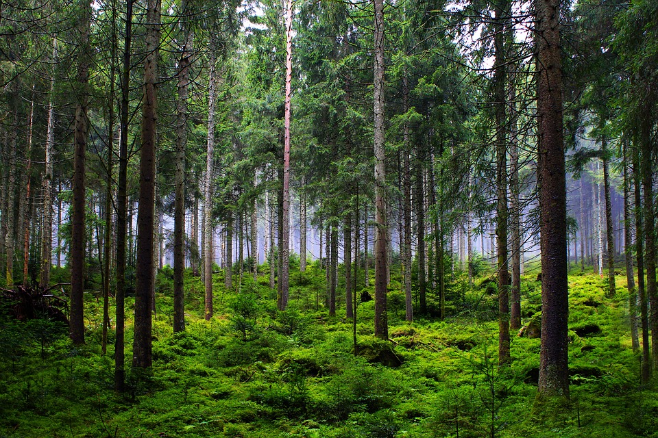 Forêt gestion durable